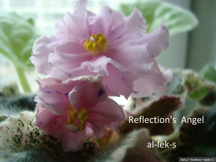 Моя любовь к куклам ГДР. Spielzeug Rauenstein ГДР и мои комнатные фиалки зарубежной селекции