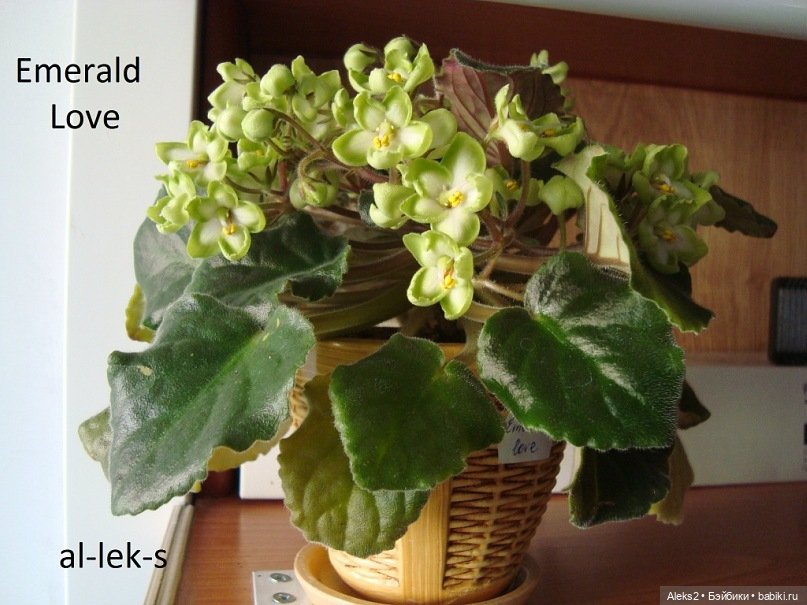 Моя любовь к куклам ГДР. Spielzeug Rauenstein ГДР и мои комнатные фиалки зарубежной селекции