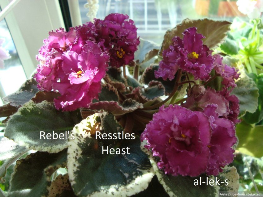 Моя любовь к куклам ГДР. Spielzeug Rauenstein ГДР и мои комнатные фиалки зарубежной селекции