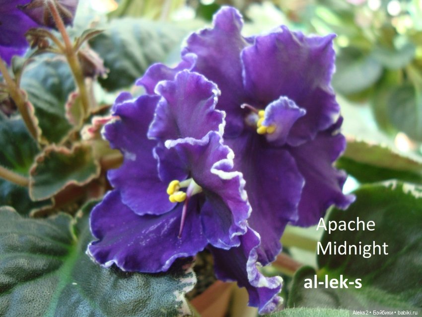 Моя любовь к куклам ГДР. Spielzeug Rauenstein ГДР и мои комнатные фиалки зарубежной селекции