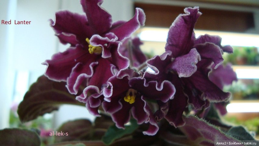 Моя любовь к куклам ГДР. Spielzeug Rauenstein ГДР и мои комнатные фиалки зарубежной селекции