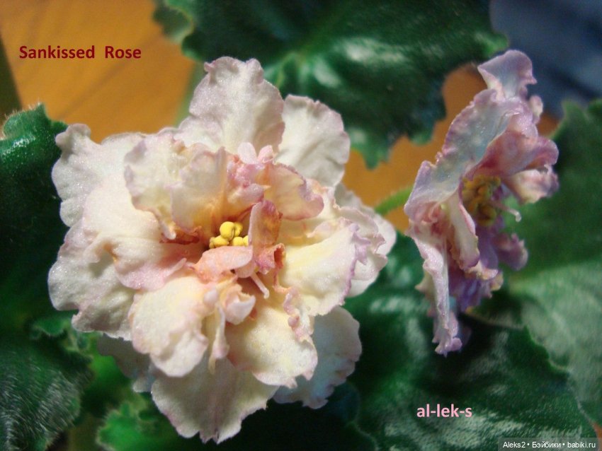 Моя любовь к куклам ГДР. Spielzeug Rauenstein ГДР и мои комнатные фиалки зарубежной селекции