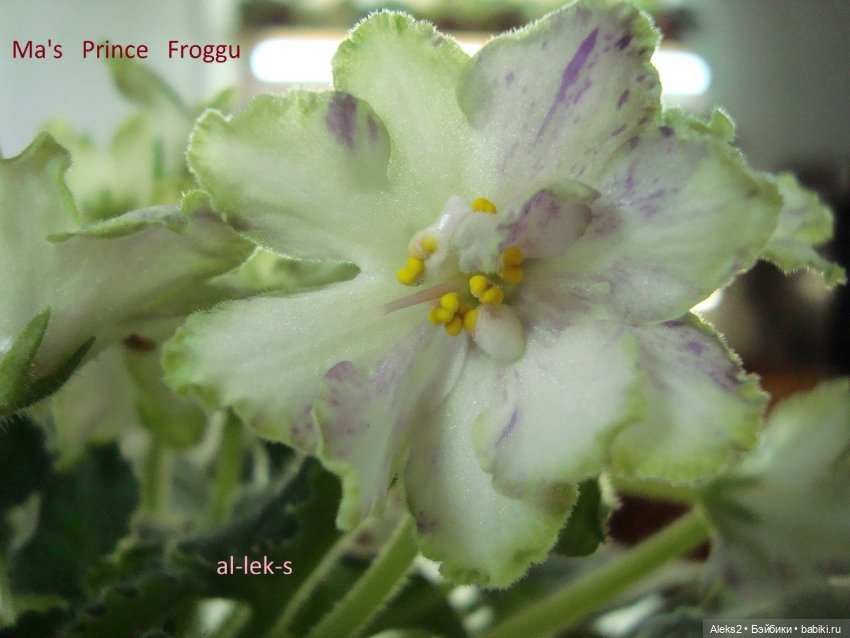 Моя любовь к куклам ГДР. Spielzeug Rauenstein ГДР и мои комнатные фиалки зарубежной селекции