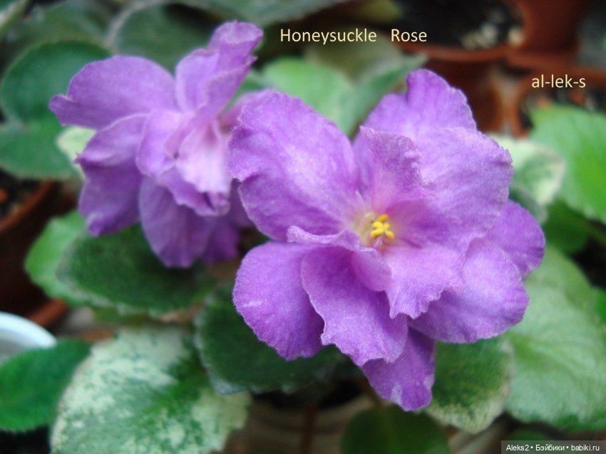 Моя любовь к куклам ГДР. Spielzeug Rauenstein ГДР и мои комнатные фиалки зарубежной селекции