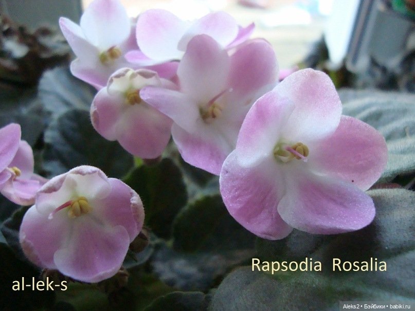 Моя любовь к куклам ГДР. Spielzeug Rauenstein ГДР и мои комнатные фиалки зарубежной селекции