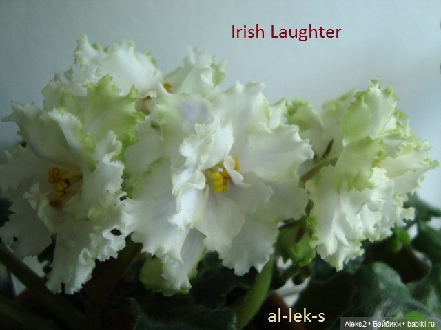 Моя любовь к куклам ГДР. Spielzeug Rauenstein ГДР и мои комнатные фиалки зарубежной селекции