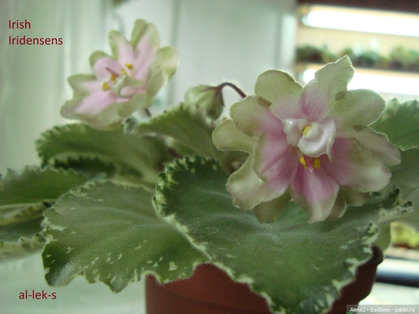 Моя любовь к куклам ГДР. Spielzeug Rauenstein ГДР и мои комнатные фиалки зарубежной селекции