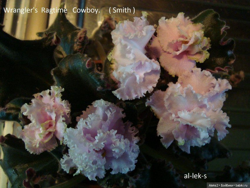 Моя любовь к куклам ГДР. Spielzeug Rauenstein ГДР и мои комнатные фиалки зарубежной селекции