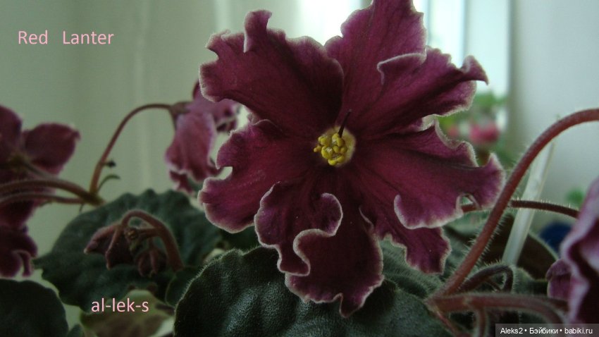 Моя любовь к куклам ГДР. Spielzeug Rauenstein ГДР и мои комнатные фиалки зарубежной селекции