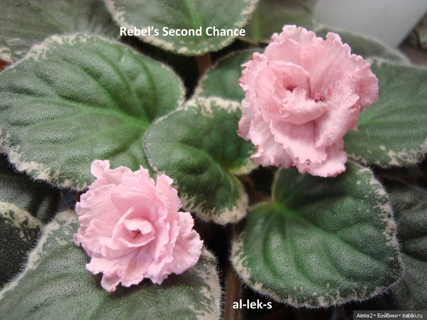 Моя любовь к куклам ГДР. Spielzeug Rauenstein ГДР и мои комнатные фиалки зарубежной селекции