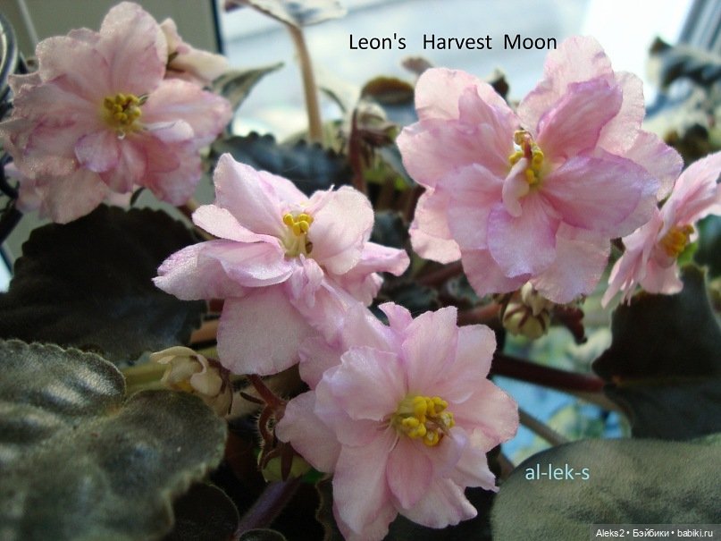 Моя любовь к куклам ГДР. Spielzeug Rauenstein ГДР и мои комнатные фиалки зарубежной селекции