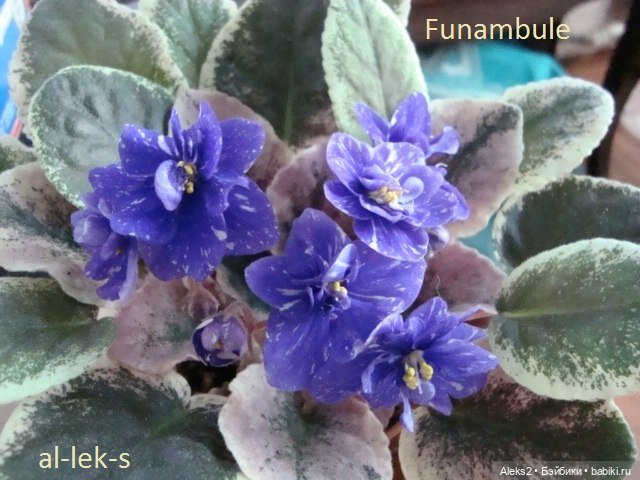 Моя любовь к куклам ГДР. Spielzeug Rauenstein ГДР и мои комнатные фиалки зарубежной селекции