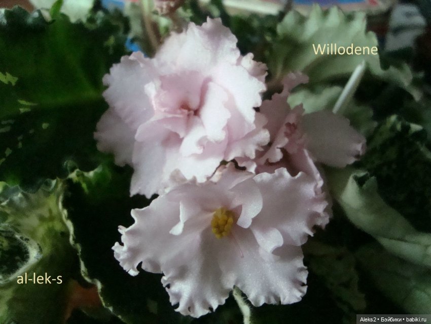 Моя любовь к куклам ГДР. Spielzeug Rauenstein ГДР и мои комнатные фиалки зарубежной селекции