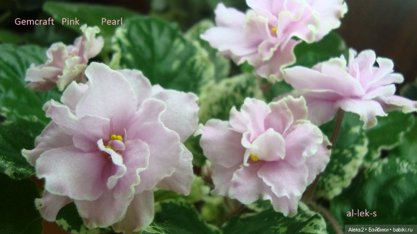 Моя любовь к куклам ГДР. Spielzeug Rauenstein ГДР и мои комнатные фиалки зарубежной селекции