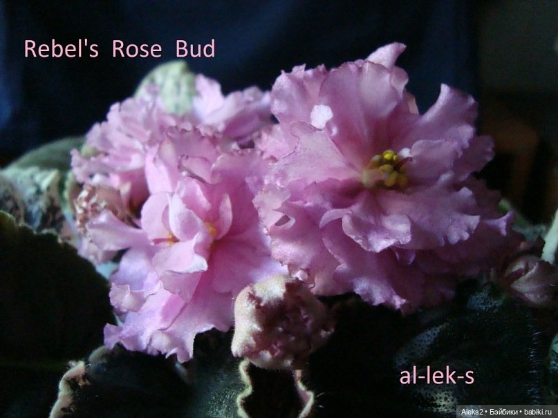 Моя любовь к куклам ГДР. Spielzeug Rauenstein ГДР и мои комнатные фиалки зарубежной селекции