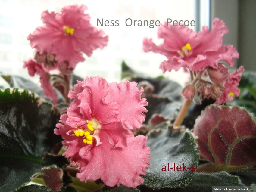 Моя любовь к куклам ГДР. Spielzeug Rauenstein ГДР и мои комнатные фиалки зарубежной селекции