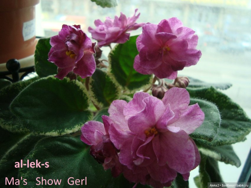 Моя любовь к куклам ГДР. Spielzeug Rauenstein ГДР и мои комнатные фиалки зарубежной селекции