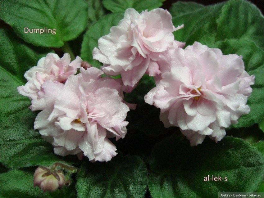 Моя любовь к куклам ГДР. Spielzeug Rauenstein ГДР и мои комнатные фиалки зарубежной селекции