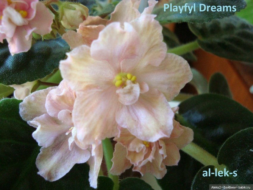 Моя любовь к куклам ГДР. Spielzeug Rauenstein ГДР и мои комнатные фиалки зарубежной селекции