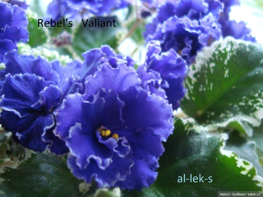 Моя любовь к куклам ГДР. Spielzeug Rauenstein ГДР и мои комнатные фиалки зарубежной селекции