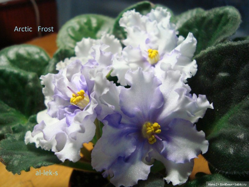 Моя любовь к куклам ГДР. Spielzeug Rauenstein ГДР и мои комнатные фиалки зарубежной селекции