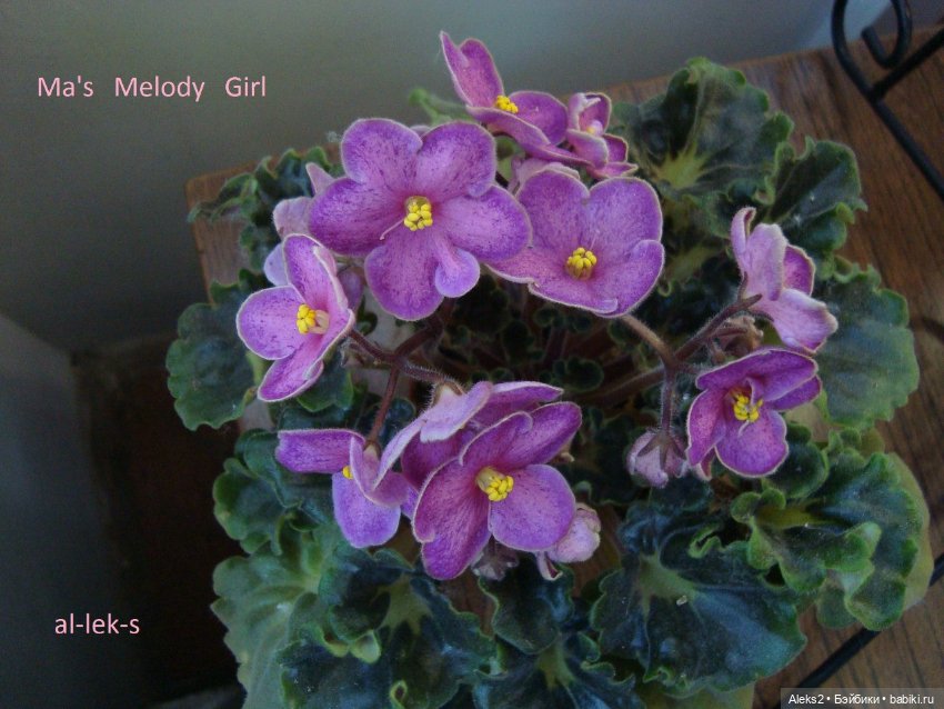 Моя любовь к куклам ГДР. Spielzeug Rauenstein ГДР и мои комнатные фиалки зарубежной селекции