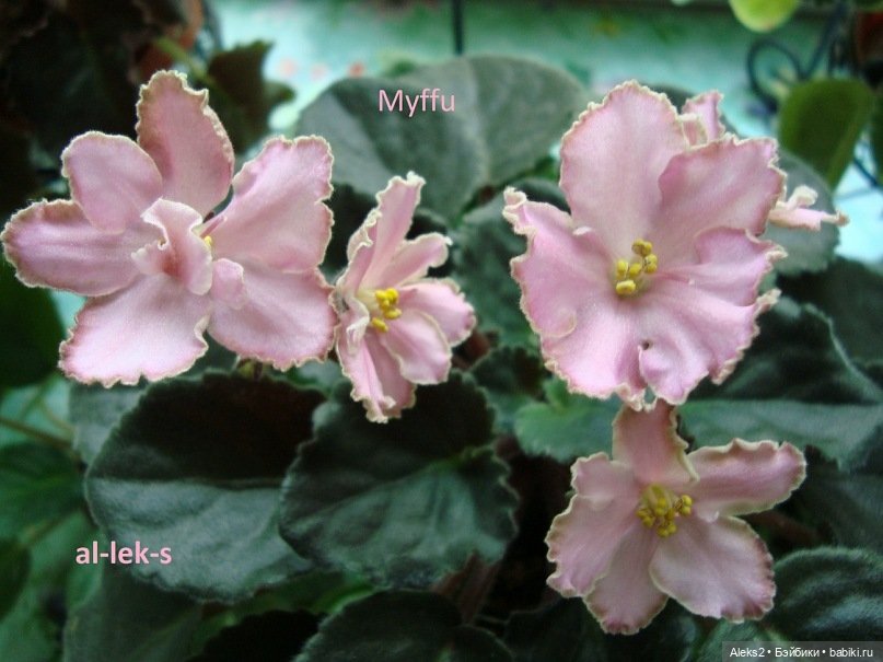 Моя любовь к куклам ГДР. Spielzeug Rauenstein ГДР и мои комнатные фиалки зарубежной селекции