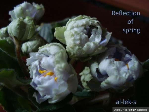 Моя любовь к куклам ГДР. Spielzeug Rauenstein ГДР и мои комнатные фиалки зарубежной селекции