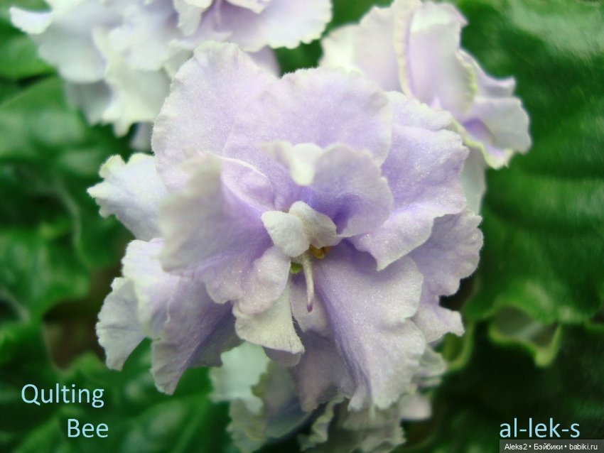 Моя любовь к куклам ГДР. Spielzeug Rauenstein ГДР и мои комнатные фиалки зарубежной селекции