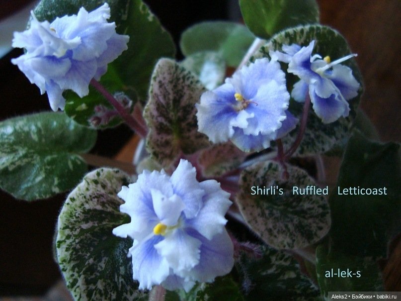 Моя любовь к куклам ГДР. Spielzeug Rauenstein ГДР и мои комнатные фиалки зарубежной селекции