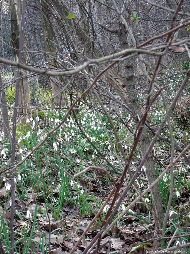 "Весна не нежная - хищная" (фото 2)