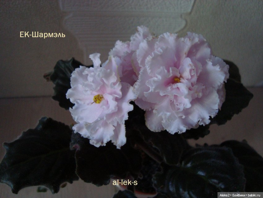 Поздравления с 23 февраля и мои мальчики