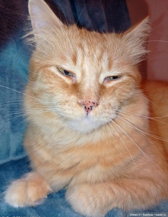 С Мур-Мур праздником всех (фото 2)