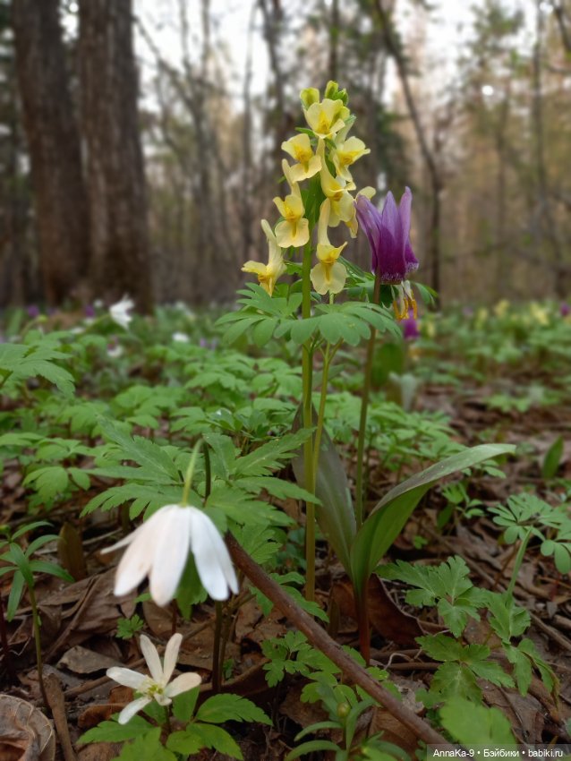 В весеннем лесу — Антикварные куклы Mignonette (Миньонетта): карманные