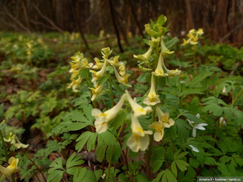 В весеннем лесу — Антикварные куклы Mignonette (Миньонетта): карманные