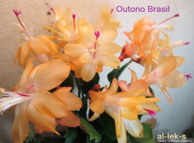 Моя любовь к куклам ГДР. Biggi и мои комнатные шлюмбергеры