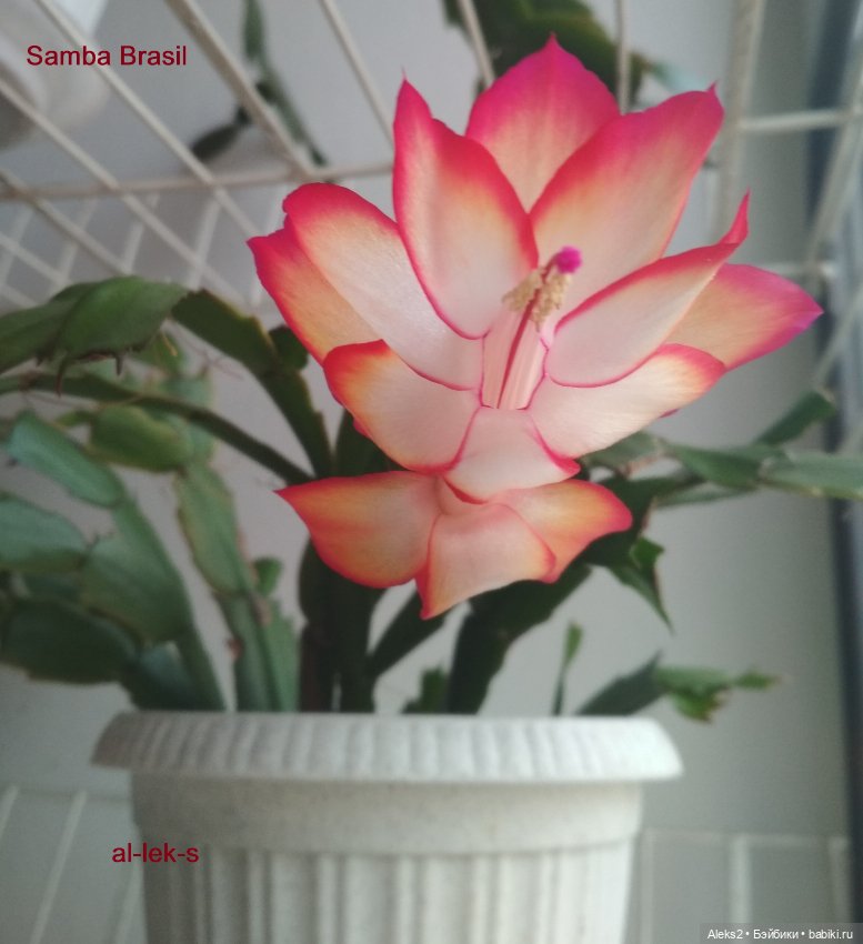 Моя любовь к куклам ГДР. Biggi и мои комнатные шлюмбергеры