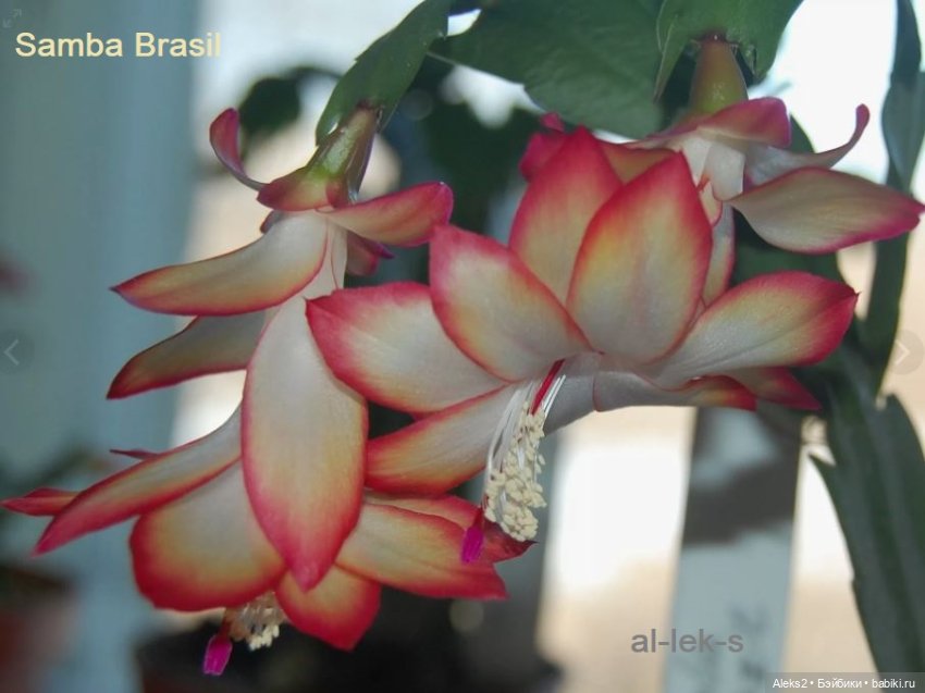 Моя любовь к куклам ГДР. Biggi и мои комнатные шлюмбергеры