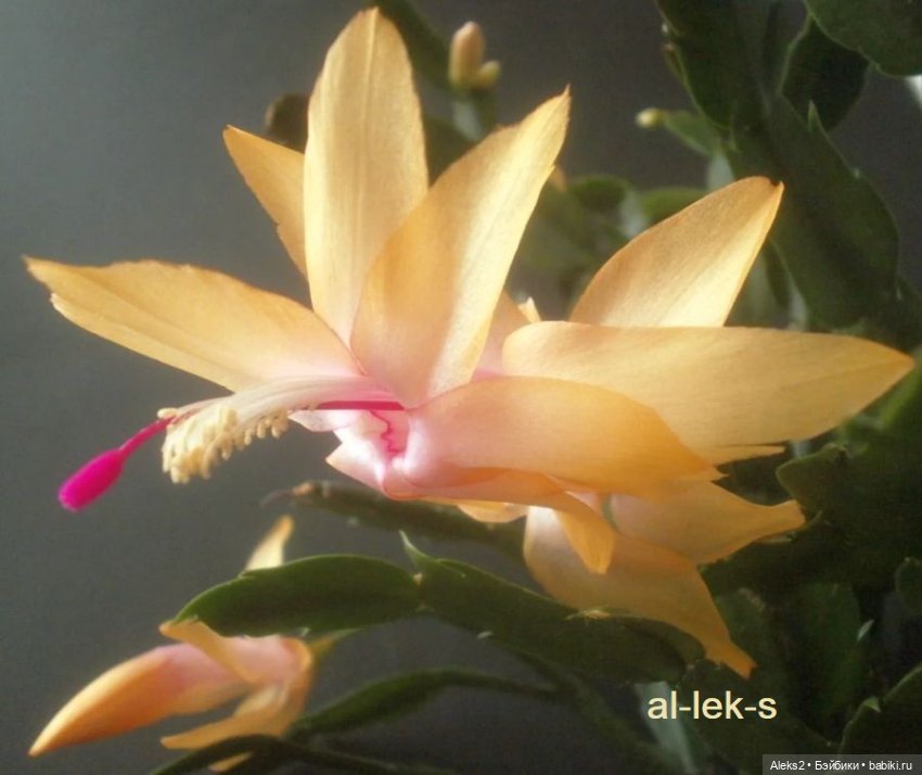 Моя любовь к куклам ГДР. Biggi и мои комнатные шлюмбергеры