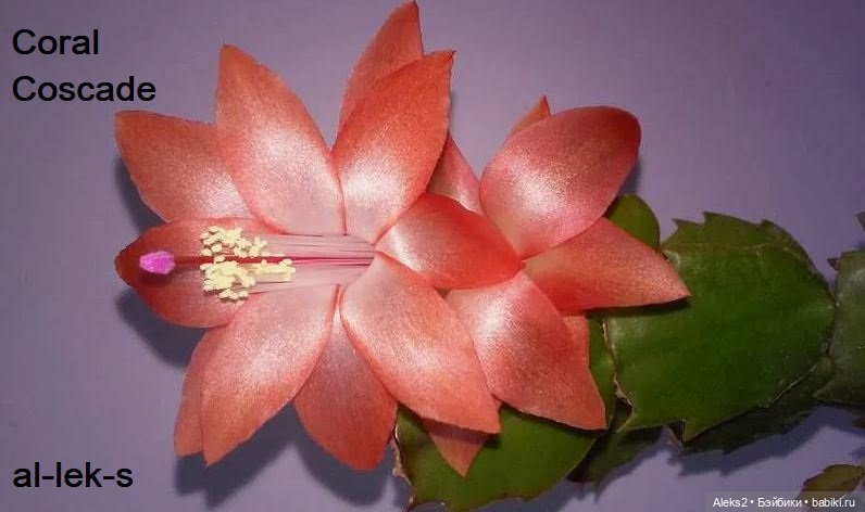 Моя любовь к куклам ГДР. Biggi и мои комнатные шлюмбергеры