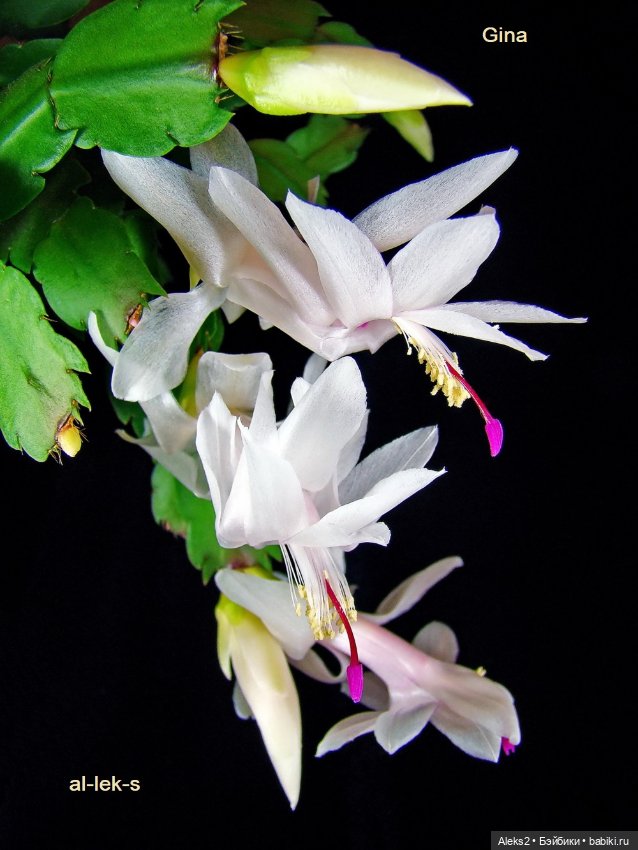 Моя любовь к куклам ГДР. Biggi и мои комнатные шлюмбергеры