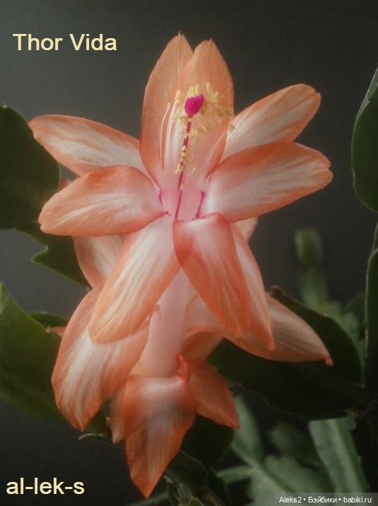 Моя любовь к куклам ГДР. Biggi и мои комнатные шлюмбергеры