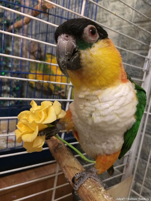 С международным женским днём