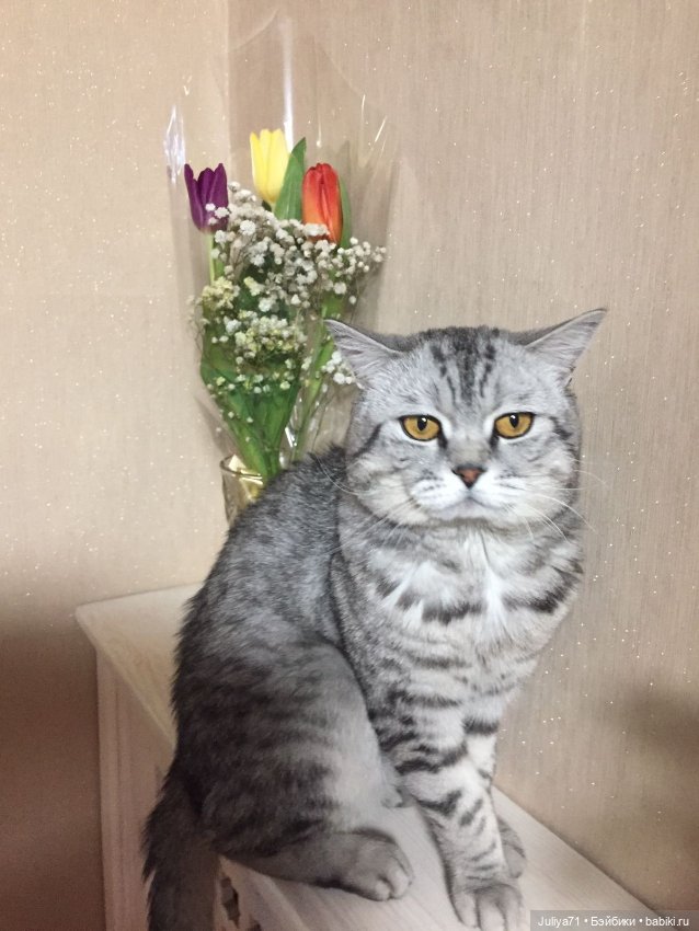 С международным женским днём