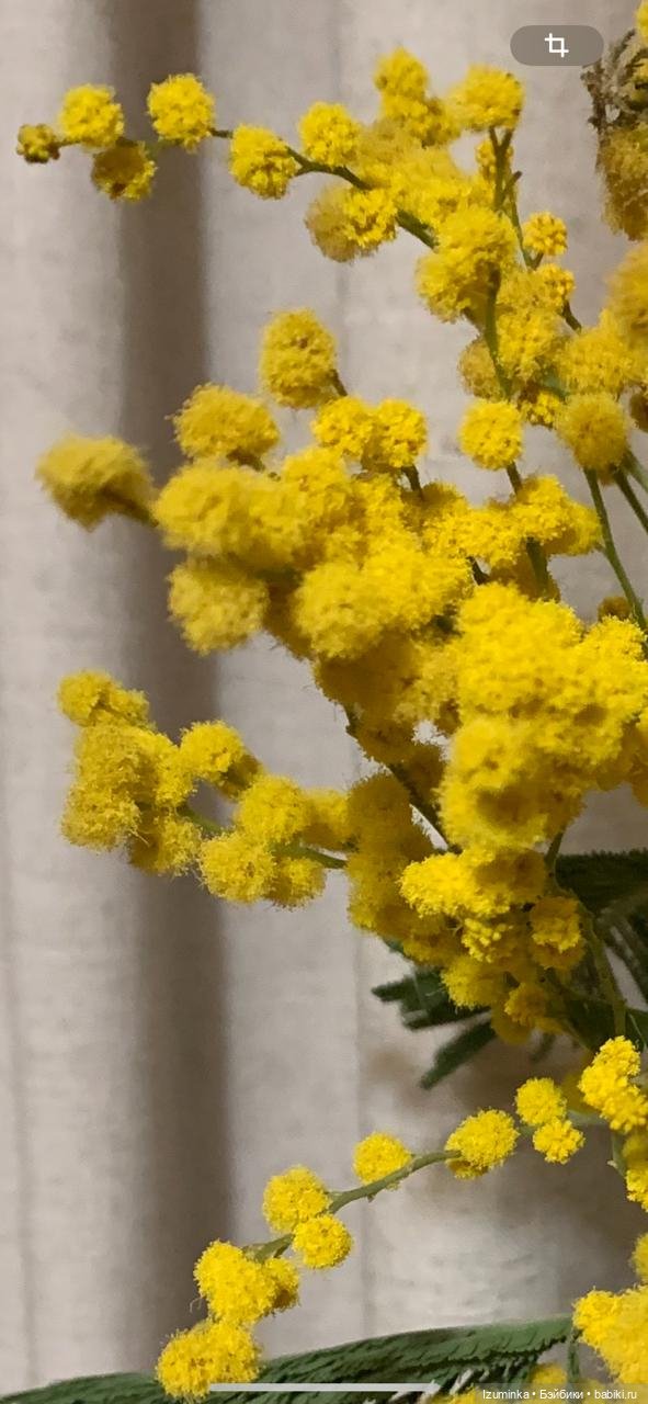 Цветы...Они прекрасны — Куклы Xiaomi Monst (Сяоми) и Pipitom: шарнирные (фото 6)