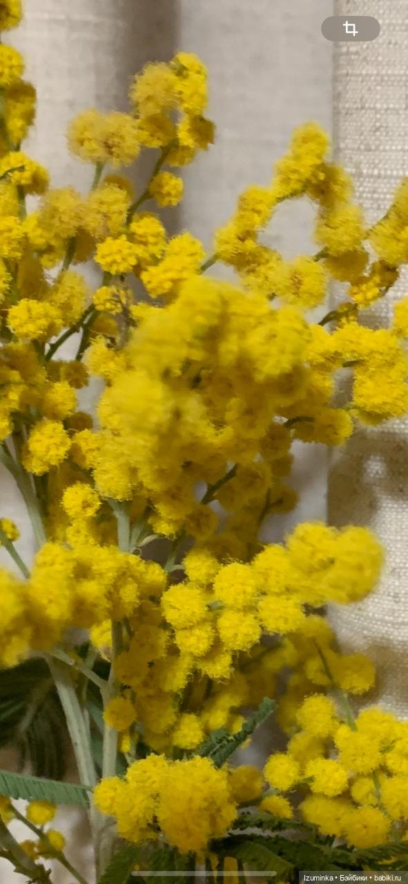 Цветы...Они прекрасны — Куклы Xiaomi Monst (Сяоми) и Pipitom: шарнирные (фото 8)