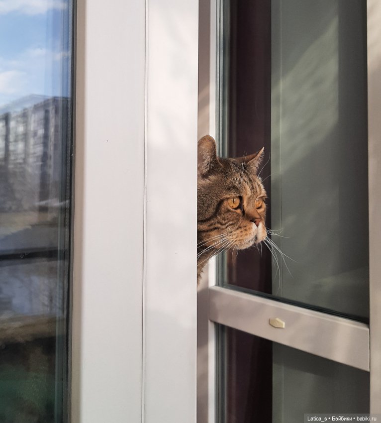 Привет, я кот — Лепка авторских игрушек и папье (фото 4)