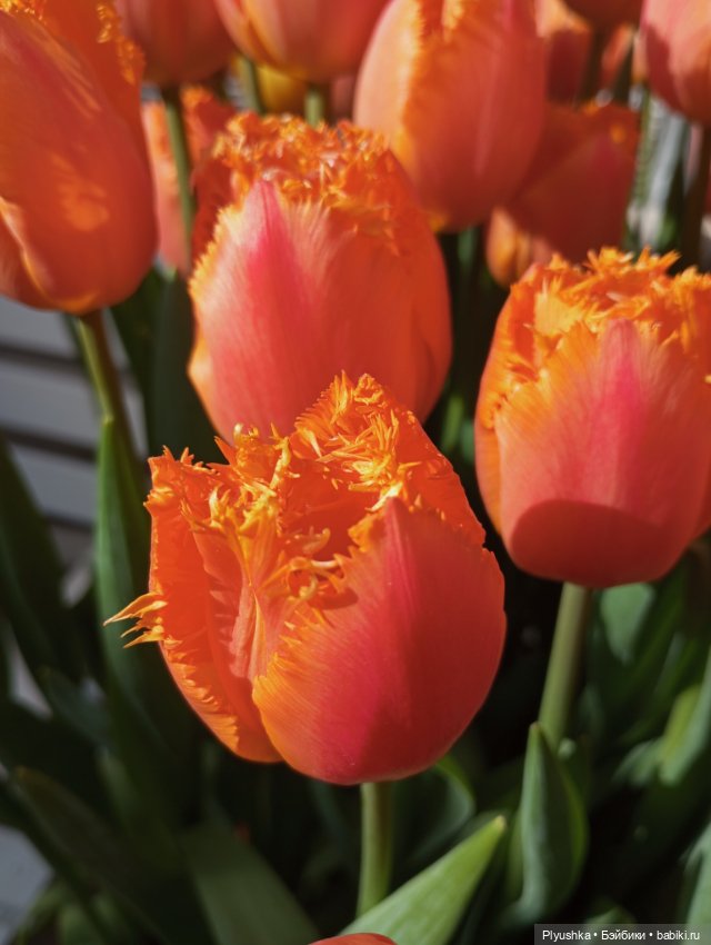 Репетиция весны с Чумачечим Зайцем (фото 5)