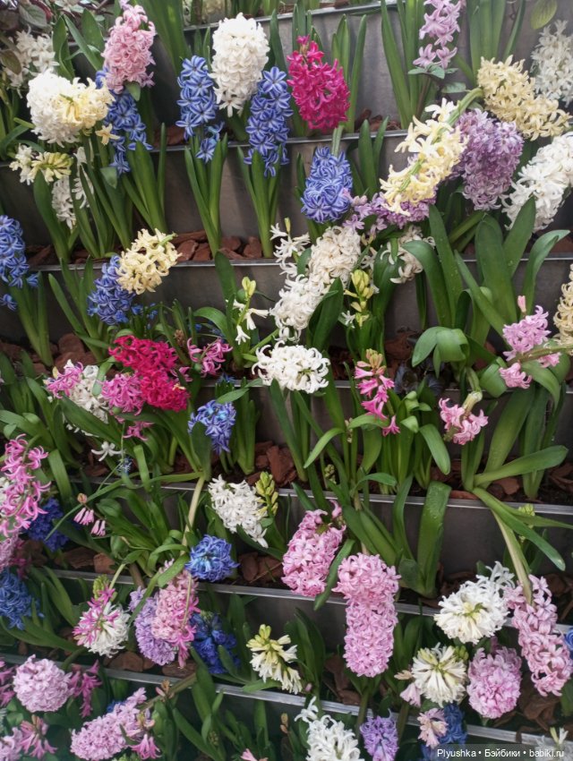 Репетиция весны с Чумачечим Зайцем