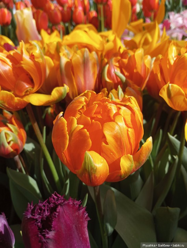 Репетиция весны с Чумачечим Зайцем